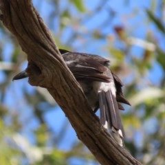 Cracticus torquatus (Grey Butcherbird) at Hughes, ACT - 24 Nov 2020 by AndrewZelnik