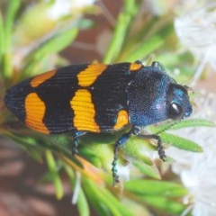 Castiarina klugii (Jewel beetle) at Mount Jerrabomberra - 20 Nov 2020 by Harrisi