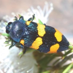 Castiarina klugii at Karabar, NSW - 21 Nov 2020 10:04 AM