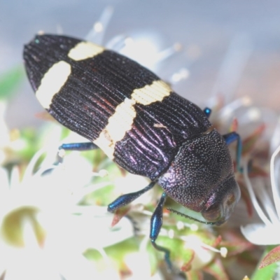 Castiarina vicina (Vicina jewel beetle) at Mount Jerrabomberra - 24 Nov 2020 by Harrisi
