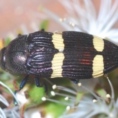 Castiarina vicina at Jerrabomberra, NSW - 24 Nov 2020