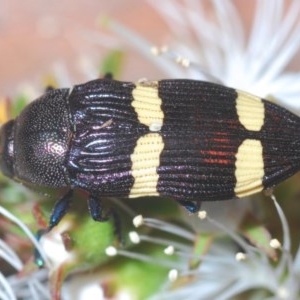 Castiarina vicina at Jerrabomberra, NSW - 24 Nov 2020 11:31 AM