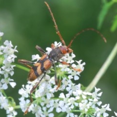 Aridaeus thoracicus (Tiger Longicorn Beetle) at Uriarra Recreation Reserve - 23 Nov 2020 by Harrisi