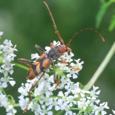 Aridaeus thoracicus (Tiger Longicorn Beetle) at Stromlo, ACT - 23 Nov 2020 by Harrisi