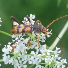 Aridaeus thoracicus at Stromlo, ACT - 24 Nov 2020