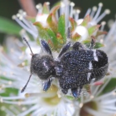 Zenithicola funesta (Checkered beetle) at Mount Jerrabomberra - 23 Nov 2020 by Harrisi