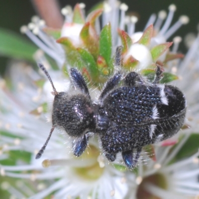 Zenithicola funesta (Checkered beetle) at Mount Jerrabomberra QP - 23 Nov 2020 by Harrisi