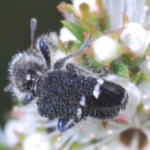 Zenithicola funesta at Mount Jerrabomberra QP - 24 Nov 2020