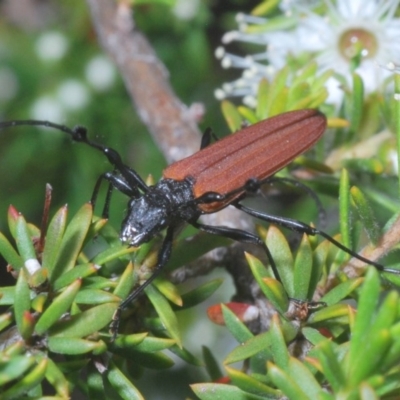 Tropis roei (Roe's longhorn beetle) at Mount Jerrabomberra QP - 22 Nov 2020 by Harrisi
