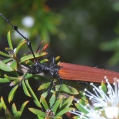 Tropis roei at Jerrabomberra, NSW - 23 Nov 2020