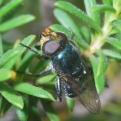 Psilota sp. (genus) (Hover fly) at Jerrabomberra, NSW - 22 Nov 2020 by Harrisi