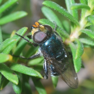 Psilota sp. (genus) (Hover fly) at Jerrabomberra, NSW - 22 Nov 2020 by Harrisi