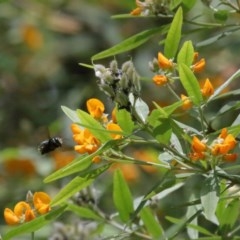 Xylocopa (Lestis) aerata (Golden-Green Carpenter Bee) at ANBG - 24 Nov 2020 by TimL