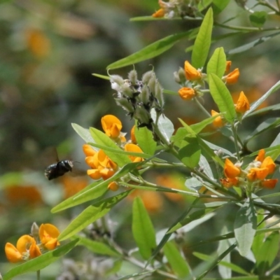 Xylocopa (Lestis) aerata (Golden-Green Carpenter Bee) at Acton, ACT - 24 Nov 2020 by TimL