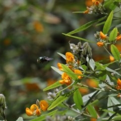 Xylocopa (Lestis) aerata at Acton, ACT - 25 Nov 2020