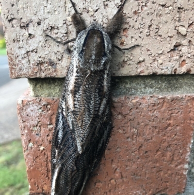 Endoxyla encalypti (Wattle Goat Moth) at Mollymook Beach, NSW - 25 Nov 2020 by PaulyB