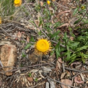 Coronidium oxylepis subsp. lanatum at Downer, ACT - 23 Nov 2020