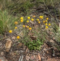 Coronidium oxylepis subsp. lanatum at Downer, ACT - 23 Nov 2020