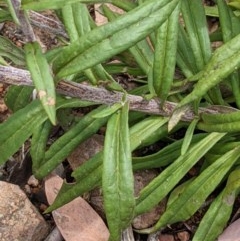 Coronidium oxylepis subsp. lanatum at Downer, ACT - 23 Nov 2020