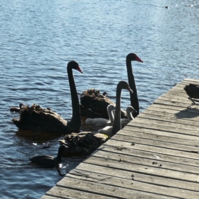 Cygnus atratus (Black Swan) at Forde, ACT - 25 Nov 2020 by TrishGungahlin