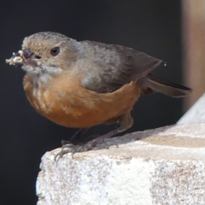 Origma solitaria (Rockwarbler) at Colo Vale, NSW - 21 Nov 2020 by Curiosity