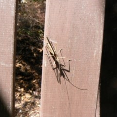 Zaprochilus australis at Isaacs, ACT - 26 Nov 2011 12:06 AM