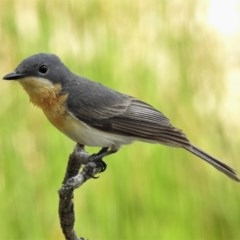 Myiagra rubecula (Leaden Flycatcher) at Mulligans Flat - 24 Nov 2020 by JohnBundock