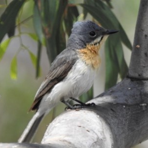 Myiagra rubecula at Forde, ACT - 25 Nov 2020