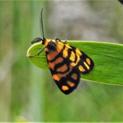 Asura lydia (Lydia Lichen Moth) at Bruce Ridge to Gossan Hill - 24 Nov 2020 by JohnBundock