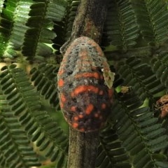 Icerya acaciae (Acacia mealy bug) at Bruce, ACT - 25 Nov 2020 by JohnBundock