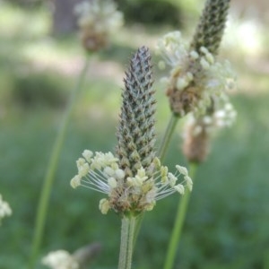 Plantago lanceolata at Conder, ACT - 18 Nov 2020