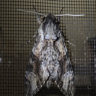 Psilogramma casuarinae (Privet Hawk Moth) at Conder, ACT - 7 Oct 2020 by MichaelBedingfield