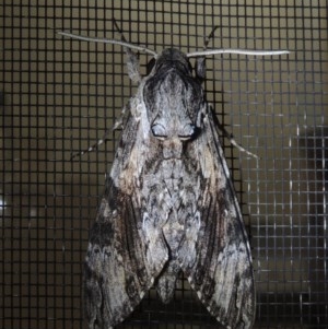 Psilogramma casuarinae at Conder, ACT - 7 Oct 2020