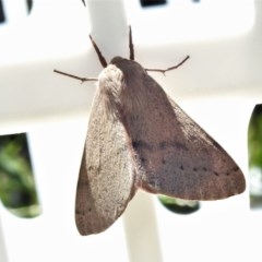Arhodia lasiocamparia (Pink Arhodia (Oenochrominae)) at Wanniassa, ACT - 26 Nov 2020 by JohnBundock
