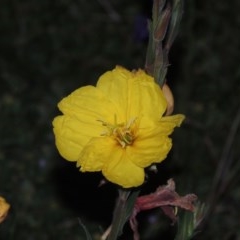 Oenothera stricta subsp. stricta (Common Evening Primrose) at Conder, ACT - 20 Oct 2020 by MichaelBedingfield