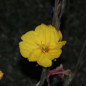 Oenothera stricta subsp. stricta at Conder, ACT - 20 Oct 2020