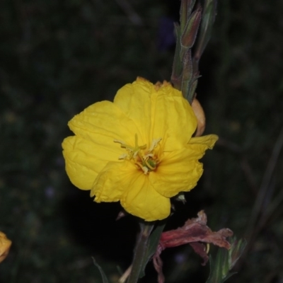 Oenothera stricta subsp. stricta (Common Evening Primrose) at Tuggeranong Hill - 19 Oct 2020 by michaelb