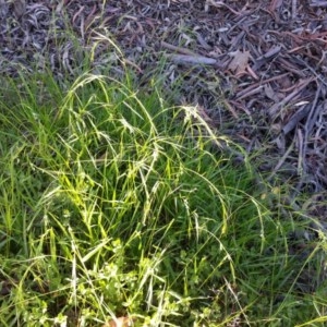 Microlaena stipoides at Majura, ACT - 25 Nov 2020