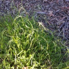 Microlaena stipoides (Weeping Grass) at Majura, ACT - 25 Nov 2020 by SilkeSma