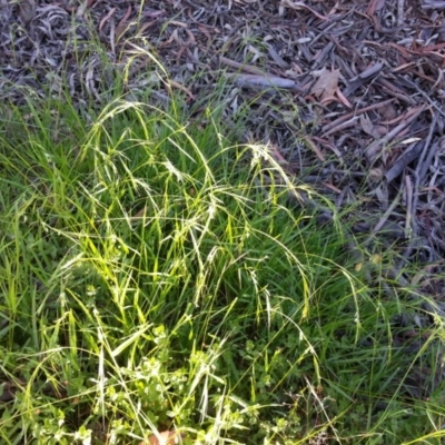 Microlaena stipoides (Weeping Grass) at Majura, ACT - 25 Nov 2020 by SilkeSma