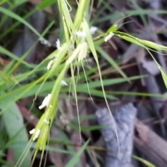 Microlaena stipoides at Majura, ACT - 25 Nov 2020