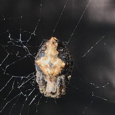 Socca pustulosa (Knobbled Orbweaver) at Cook, ACT - 20 Nov 2020 by MattFox