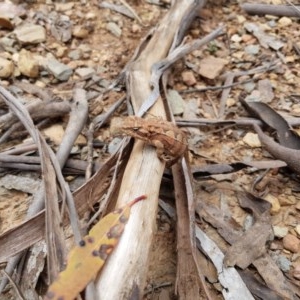 Rankinia diemensis at Tantangara, NSW - 25 Nov 2020