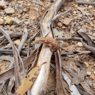 Rankinia diemensis (Mountain Dragon) at Tantangara, NSW - 24 Nov 2020 by jpittock