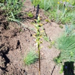 Prasophyllum sp. (A Leek Orchid) at Bimberi, NSW - 25 Nov 2020 by jpittock