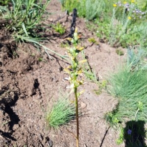 Prasophyllum sp. at Bimberi, NSW - suppressed