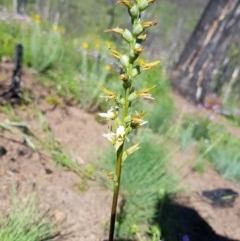 Prasophyllum sp. at Bimberi, NSW - suppressed