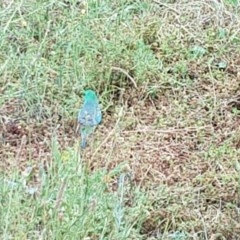 Psephotus haematonotus (Red-rumped Parrot) at Stirling Park - 23 Nov 2020 by jpittock