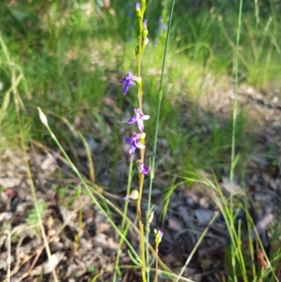 Lobelia browniana at Stirling Park - 21 Nov 2020 by jpittock