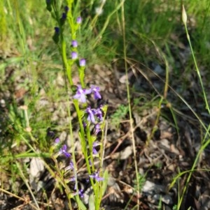 Lobelia browniana at Yarralumla, ACT - 21 Nov 2020